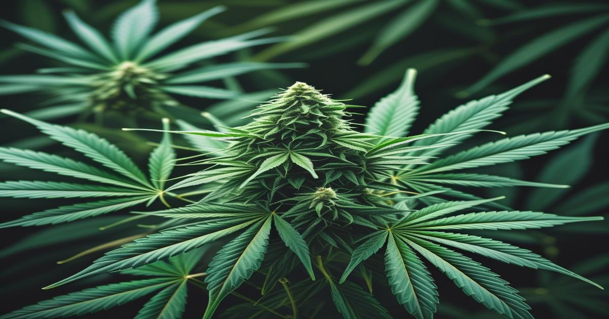 Imagem gerada por IA para ilustrar o conteúdo do Ganja Talks.