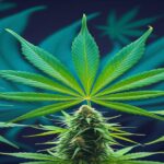 Imagem gerada por IA para ilustrar o conteúdo do Ganja Talks.