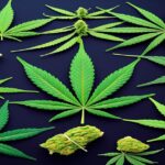 Imagem gerada por IA para ilustrar o conteúdo do Ganja Talks.