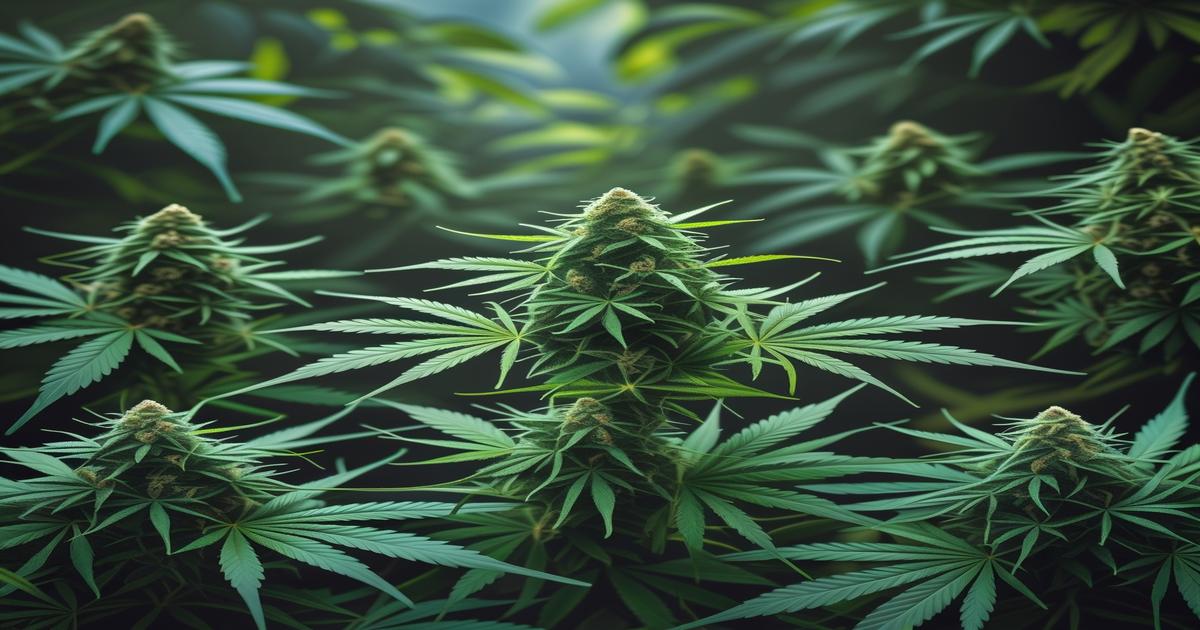 Imagem gerada por IA para ilustrar o conteúdo do Ganja Talks.