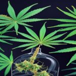 Imagem gerada por IA para ilustrar o conteúdo do Ganja Talks.