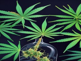 Imagem gerada por IA para ilustrar o conteúdo do Ganja Talks.