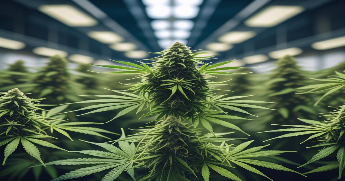 Imagem gerada por IA para ilustrar o conteúdo do Ganja Talks.