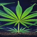 Imagem gerada por IA para ilustrar o conteúdo do Ganja Talks.