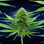 Imagem gerada por IA para ilustrar o conteúdo do Ganja Talks.