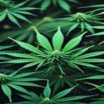 Imagem gerada por IA para ilustrar o conteúdo do Ganja Talks.