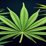 Imagem gerada por IA para ilustrar o conteúdo do Ganja Talks.