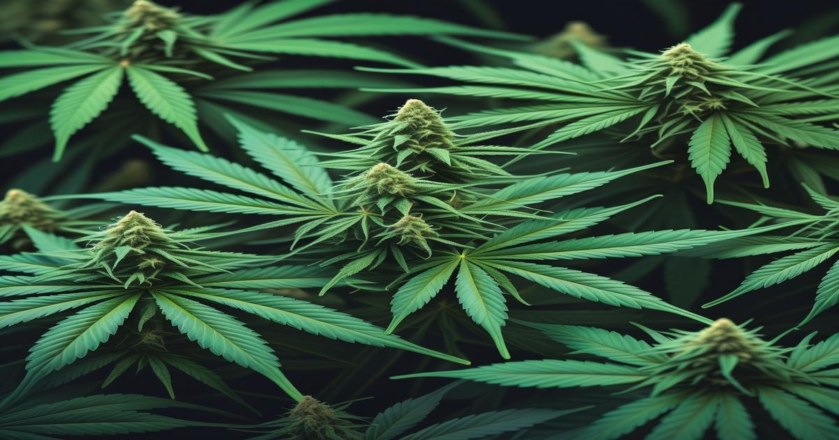 Imagem gerada por IA para ilustrar o conteúdo do Ganja Talks.
