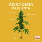 Imagem gerada por IA para ilustrar o conteúdo da Revista Ganja.