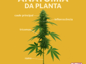 Imagem gerada por IA para ilustrar o conteúdo da Revista Ganja.