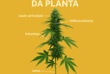 Imagem gerada por IA para ilustrar o conteúdo da Revista Ganja.