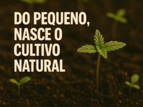 Imagem gerada por IA para ilustrar o conteúdo da Revista Ganja.