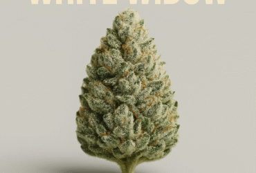 Imagem gerada por IA para ilustrar o conteúdo da Revista Ganja.